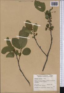 Endotropis alnifolia (L'Hér.) Hauenschild, Америка (AMER) (Канада)