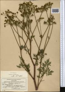 Златогоричник морозниковый (L.) Schur, Средняя Азия и Казахстан, Северный и Центральный Казахстан (M10) (Казахстан)