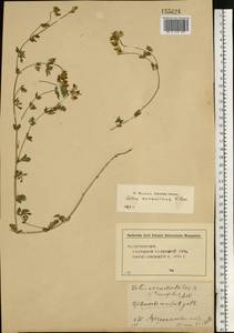 Lotus × ucrainicus Klokov, Восточная Европа, Центральный лесостепной район (E6) (Россия)