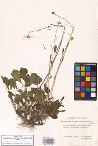 Leucanthemum vulgare subsp. vulgare, Кавказ, Грузия (K4) (Грузия)