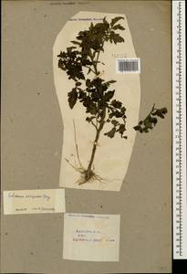Solanum decipiens Opiz, Кавказ, Азербайджан (K6) (Азербайджан)