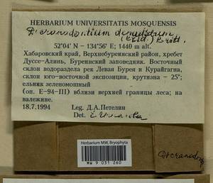 Dicranodontium denudatum (Brid.) E. Britton, Гербарий мохообразных, Мхи - Дальний Восток (без Чукотки и Камчатки) (B20) (Россия)