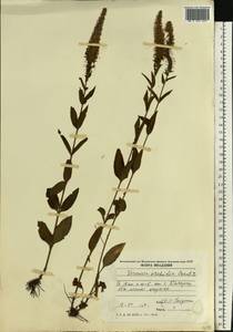 Вероника орхидная Crantz, Восточная Европа, Молдавия (E13a) (Молдавия)