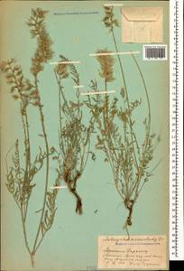 Астрагал крупноколосый DC., Кавказ, Армения (K5) (Армения)