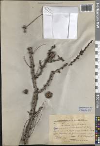 Лиственница Гмелина, Сибирь, Дальний Восток (S6) (Россия)