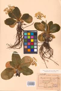 Primula auricula L., Западная Европа (EUR) (Венгрия)