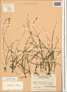 Осока прерванная Stokes, Кавказ, Абхазия (K4a) (Абхазия)