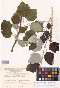 Populus × canescens (Aiton) Sm., Восточная Европа, Нижневолжский район (E9) (Россия)
