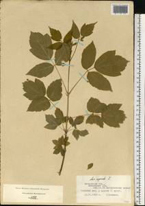 Клен ясенелистный, Клен американский L., Восточная Европа, Московская область и Москва (E4a) (Россия)