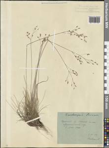 Лерхенфельдия извилистая, Овсик извилистый (L.) Drejer, Кавказ, Северная Осетия, Ингушетия и Чечня (K1c) (Россия)