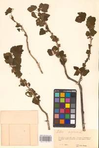 Смородина черная L., Восточная Европа, Восточный район (E10) (Россия)