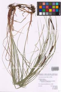 Осока черноколосая M.Bieb. ex Willd., Восточная Европа, Северо-Западный район (E2) (Россия)