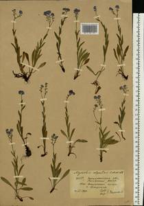 Незабудка альпийская F. W. Schmidt, Восточная Европа, Западно-Украинский район (E13) (Украина)