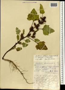Xanthium orientale var. albinum (Widder) Adema & M.T.Jansen, Монголия (MONG) (Монголия)