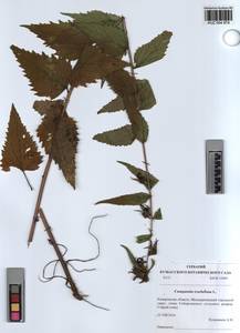 KUZ 004 974, Колокольчик крапиволистный L., Сибирь, Алтай и Саяны (S2) (Россия)