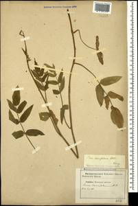 Поручейник сахарный L., Кавказ, Ставропольский край, Карачаево-Черкесия, Кабардино-Балкария (K1b) (Россия)