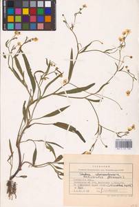 Лютик жгучий, Прыщинец L., Восточная Европа, Центральный лесостепной район (E6) (Россия)