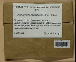 Plagiomnium undulatum (Hedw.) T.J. Kop., Гербарий мохообразных, Мхи - Москва и Московская область (B6a) (Россия)