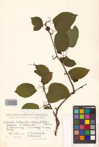 Актинидия коломикта (Maxim. & Rupr.) Maxim., Сибирь, Дальний Восток (S6) (Россия)