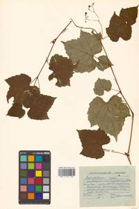 Ampelopsis glandulosa var. brevipedunculata (Maxim.) Momiy., Сибирь, Дальний Восток (S6) (Россия)