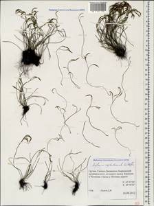 Костенец северный (L.) Hoffm., Кавказ, Грузия (K4) (Грузия)