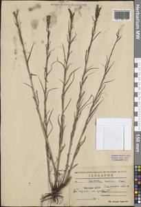 Кастиллея красная (Drobow) Rebrist., Сибирь, Якутия (S5) (Россия)