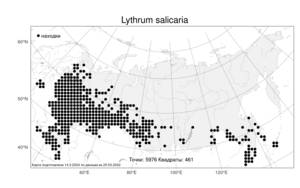 Lythrum salicaria, Дербенник иволистный L., Атлас флоры России (FLORUS) (Россия)