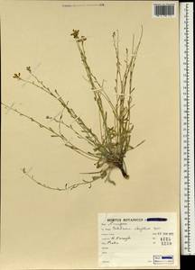 Aethionema elongatum Boiss., Зарубежная Азия (ASIA) (Иран)