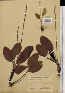 Подорожник большой L., Сибирь, Чукотка и Камчатка (S7) (Россия)