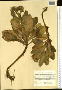 Jacobaea pseudoarnica (Less.) Zuev, Сибирь, Дальний Восток (S6) (Россия)