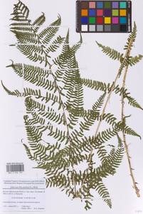 Кочедыжник женский (L.) Roth, Восточная Европа, Московская область и Москва (E4a) (Россия)