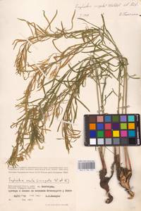 Молочай лозный, Молочай прутьевидный Waldst. & Kit., Восточная Европа, Нижневолжский район (E9) (Россия)