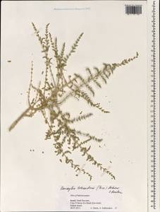 Caroxylon tetrandrum (Forssk.) Akhani & Roalson, Зарубежная Азия (ASIA) (Израиль)
