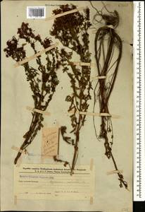 Зверобой продырявленный L., Кавказ, Азербайджан (K6) (Азербайджан)