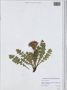 Cirsium acaule (L.) Scop., Западная Европа (EUR) (Германия)