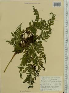 Щитовник картузианский, Щитовник шартрский (Vill.) H.P.Fuchs, Восточная Европа, Северный район (E1) (Россия)