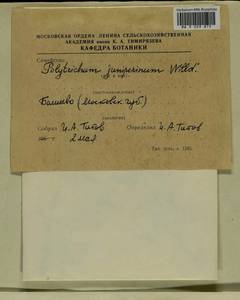 Polytrichum juniperinum Hedw., Гербарий мохообразных, Мхи - Москва и Московская область (B6a) (Россия)