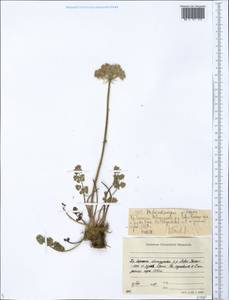 Вздутоплодник волосистый (Turcz. ex Fisch. & C.A.Mey.) Turcz. ex Ledeb., Сибирь, Якутия (S5) (Россия)