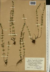 Пахучка полевая, Щебрушка полевая (L.) Kuntze, Восточная Европа, Северо-Западный район (E2) (Россия)