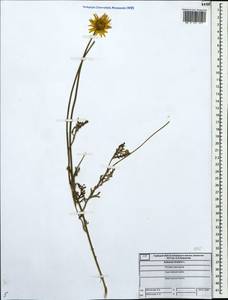 Cota tinctoria subsp. tinctoria, Восточная Европа, Центральный лесной район (E5) (Россия)