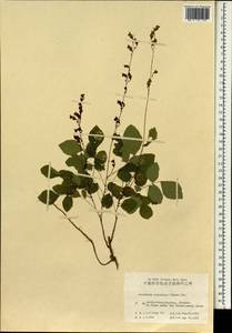 Hylodesmum podocarpum subsp. oxyphyllum (DC.)H.Ohashi & R.R.Mill, Зарубежная Азия (ASIA) (КНР)