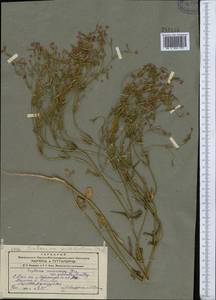 Золототысячник красивый (Sw.) Druce, Средняя Азия и Казахстан, Западный Тянь-Шань и Каратау (M3) (Киргизия)