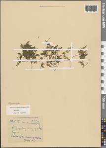 Polypodiopsida, Кавказ, Армения (K5) (Армения)