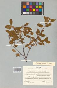 Спирея средняя, Таволга средняя Schmidt, Сибирь, Дальний Восток (S6) (Россия)