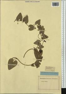 Aristolochia pistolochia L., Ботанические сады и дендрарии (GARD) (Россия)