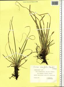 Carex bigelowii subsp. ensifolia (Turcz. ex Gorodkov) Holub, Сибирь, Центральная Сибирь (S3) (Россия)
