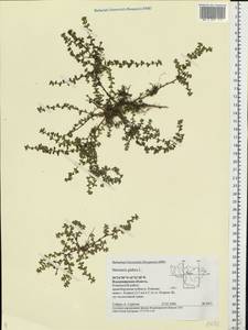 Грыжник голый L., Восточная Европа, Центральный район (E4) (Россия)