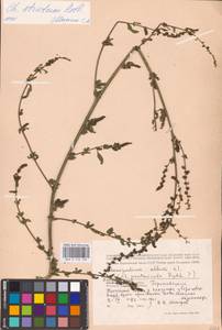 Chenopodium betaceum Andrz., Восточная Европа, Центральный район (E4) (Россия)