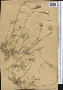 Sporobolus schoenoides (L.) P.M.Peterson, Средняя Азия и Казахстан, Муюнкумы, Прибалхашье и Бетпак-Дала (M9) (Казахстан)