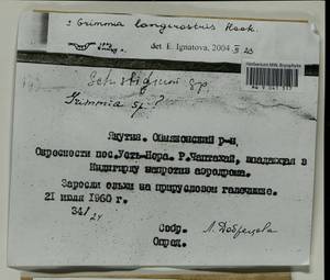 Grimmia longirostris Hook., Гербарий мохообразных, Мхи - Якутия (B19) (Россия)